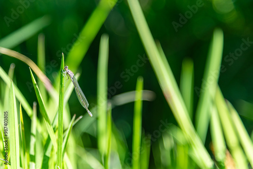 Dragonfly delicately resting on one of the cattail leaves. Its wings shimmer in the light, contrasting with the deep green of the plants. The scene radiates calm and the harmony of nature. photo