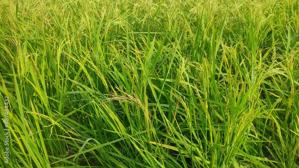 Top view grain rice field agriculture landscape Top view grain rice field agriculture landscape