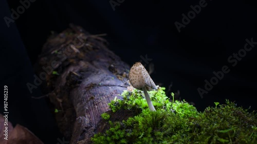 Wild mushroom growth time-lapse photography