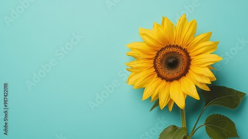 Top view of a sunflower with a clean background, creating ample space on one side for adding copy or promotional content.