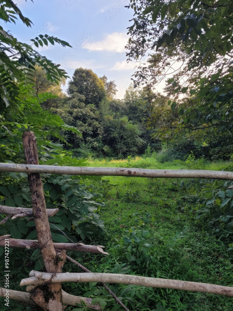 Fototapeta premium river in the forest