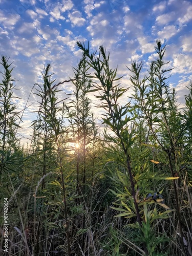 field against sky 