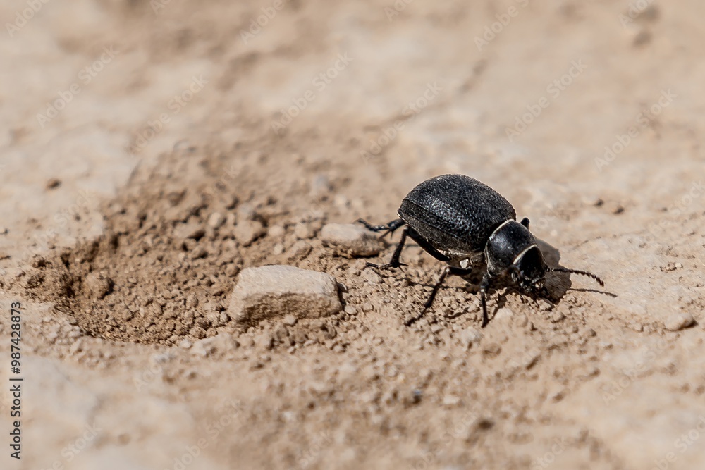 Black beetle on dry grass Black beetle on dry grass