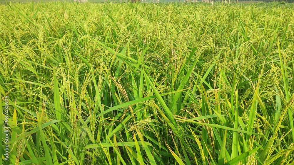 Obraz premium Path in the rice fields