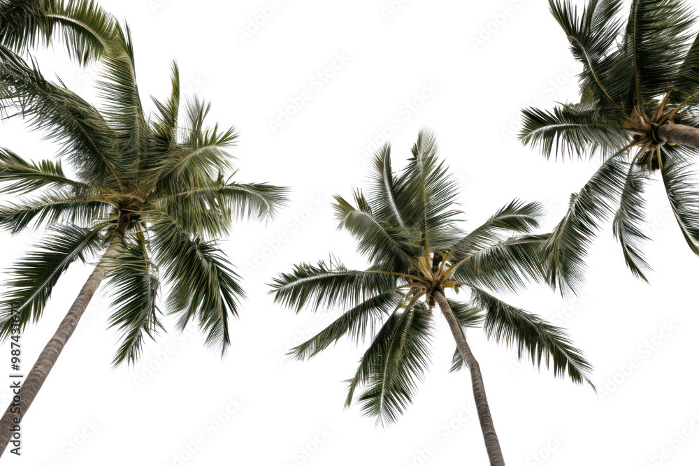 Naklejka premium Palm trees stand out on a white background. Showing swaying palm leaves