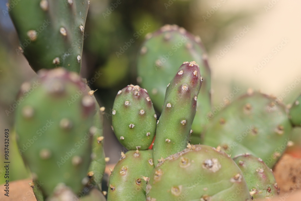 kaktus opuncja Opuntia polyacantha f. inermis mrozoodporna jadalna kaktus opuncja Opuntia polyacantha f. inermis mrozoodporna jadalna