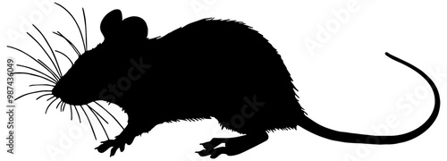 Silhouette of a mouse or rat, in black, isolated 