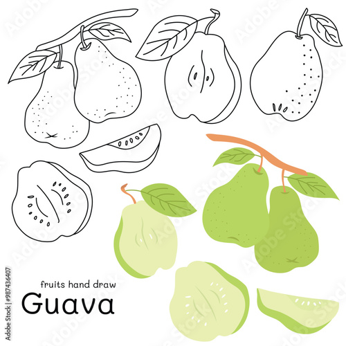 Guava doodle hand drawn outline and colors for kid, Package, labels Design element. Vector illustration