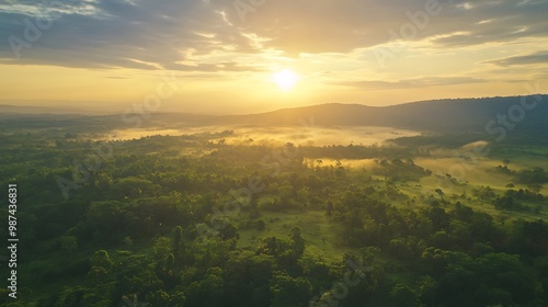 Aerial View of a Sunlit Forest at Dawn