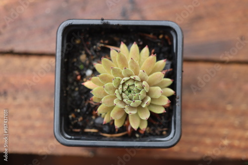 Sempervivum Devil's Touch Rojnik photo