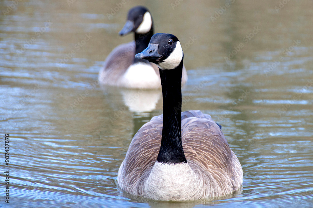 Canadian geese, Branta canadensis on the lake. Wild geese swim in the Park,Close-up of a Canada goose Branta canadensis, foraging in a green meadow Canadian geese, Branta canadensis on the lake. Wild geese swim in the Park,Close-up of a Canada goose Branta canadensis, foraging in a green meadow