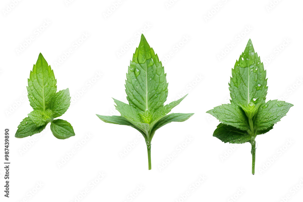 Mint leaves on a white background Showing bright green Mint leaves on a white background Showing bright green