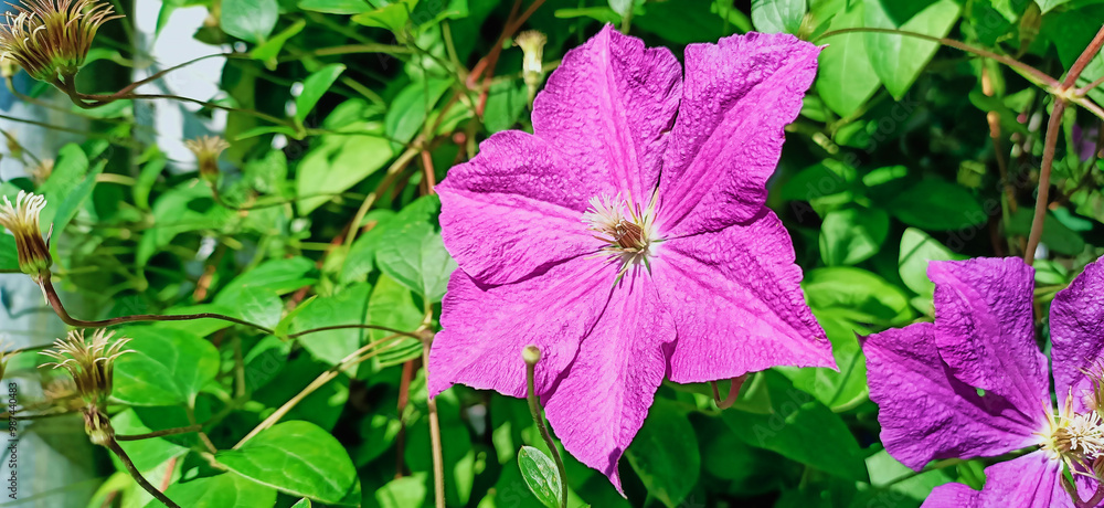 Clematis clematis flowers in bloom Clematis clematis flowers in bloom