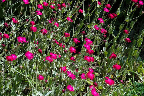 Flowers Lychnis Coronatum photo