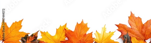 Vibrant Autumn Maple Leaves in Various Shades of Orange and Yellow on a White Background