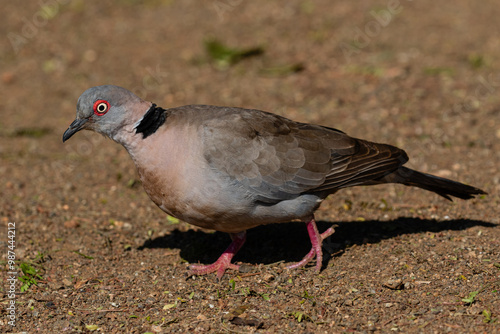 One African mourning dove walking on the ground photo