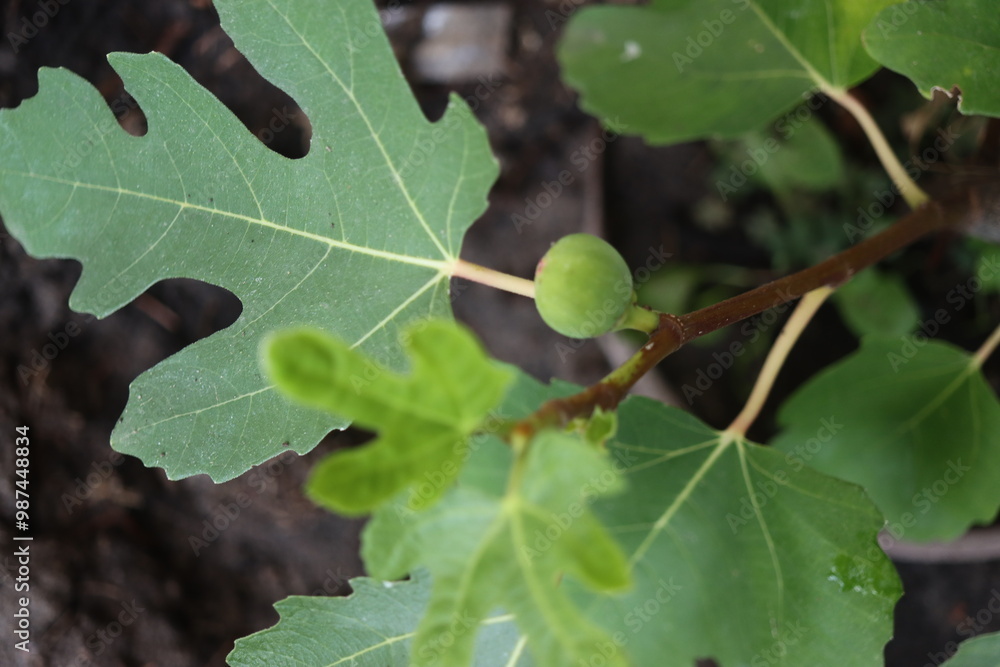 Figowiec pospolity Ficus carica figa karyjska Figowiec pospolity Ficus carica figa karyjska