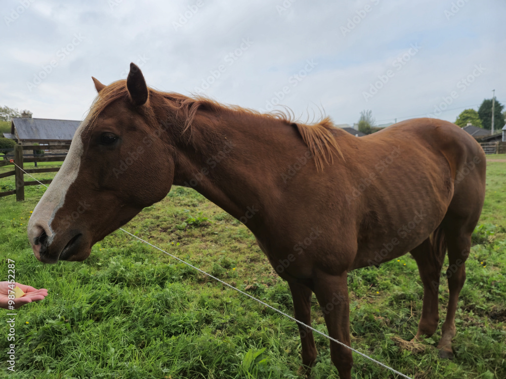 Horse at a farm close view background, cute horse head, feeding the horse Horse at a farm close view background, cute horse head, feeding the horse