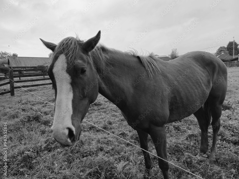 Horse at a farm close view background, cute horse head, feeding the horse black and white monochrome photo Horse at a farm close view background, cute horse head, feeding the horse black and white monochrome photo