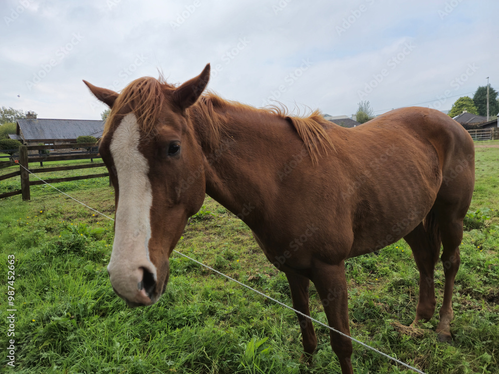 Horse at a farm close view background, cute horse head, feeding the horse Horse at a farm close view background, cute horse head, feeding the horse