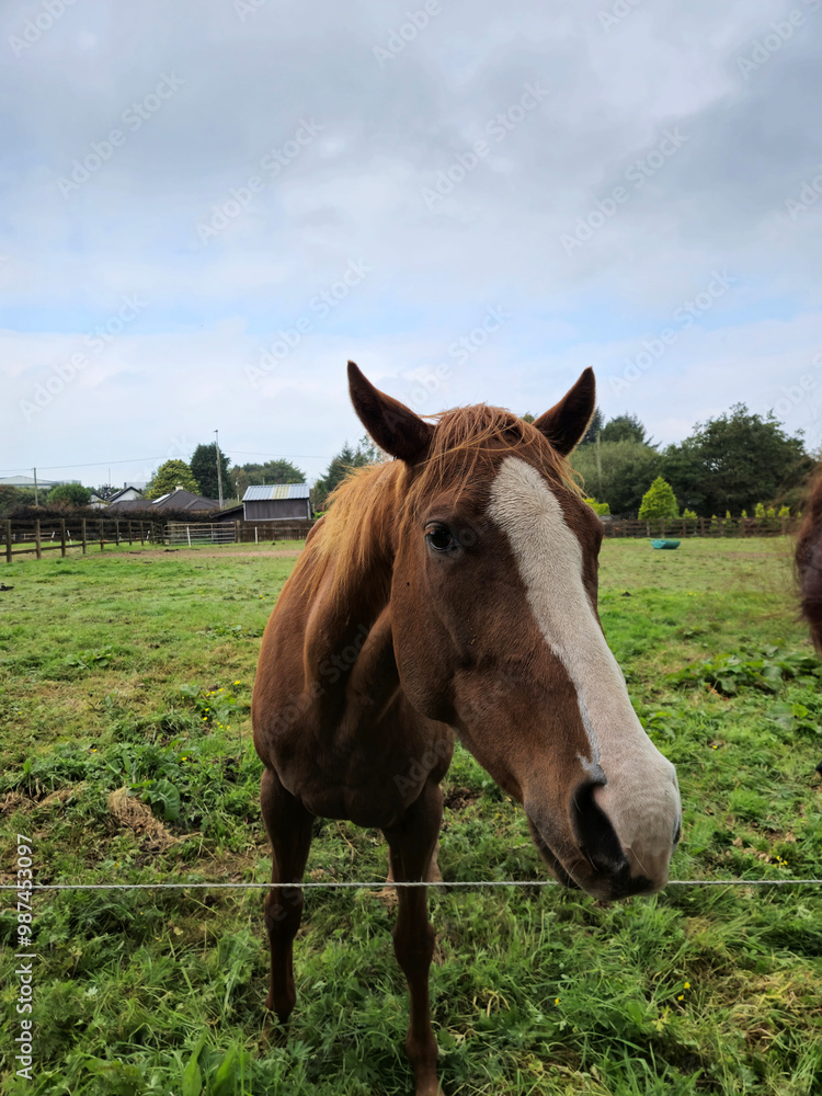 Horse at a farm close view background, cute horse head, feeding the horse Horse at a farm close view background, cute horse head, feeding the horse