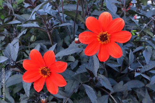 Red dahlia flowers. Close up and isolated. Sweden, summer of 2024. photo