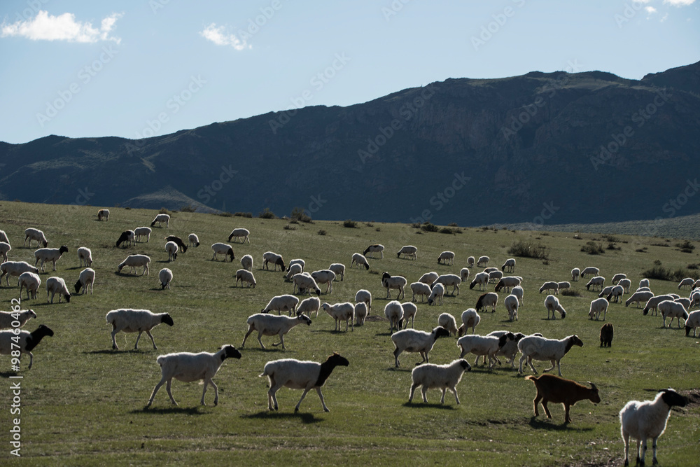 Obraz premium sheep and goats on pasture
