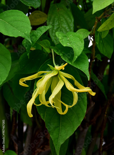 Ylang-Ylang flowers on a tree, Cananga odorata (Lamk.), also known as the perfume tree. photo