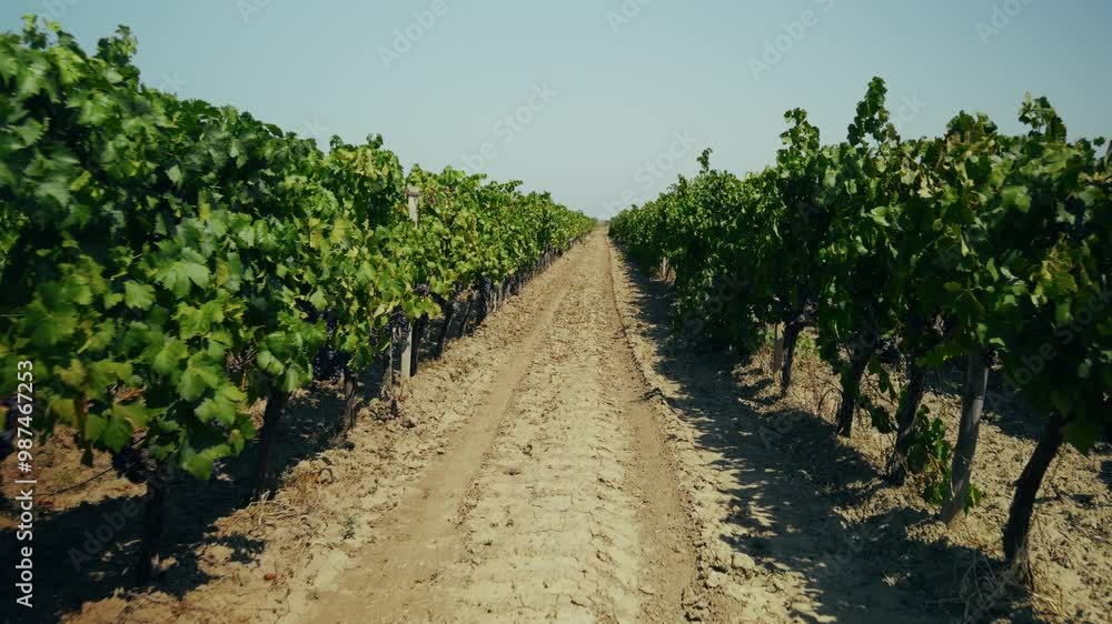 Walking Down The Grapevine Field In The Morning Walking Down The Grapevine Field In The Morning