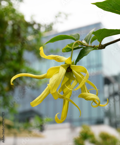 Ylang-Ylang flowers on a tree, Cananga odorata (Lamk.), also known as the perfume tree. photo