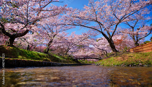 Sakura Serenity in a Japanese Garden photo