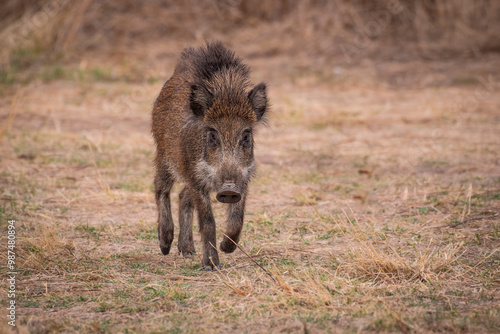 Wild boar walking through the Iberian pasture in summer