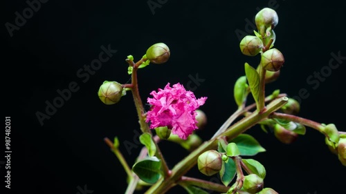 Crape myrtle blossom time-lapse photography