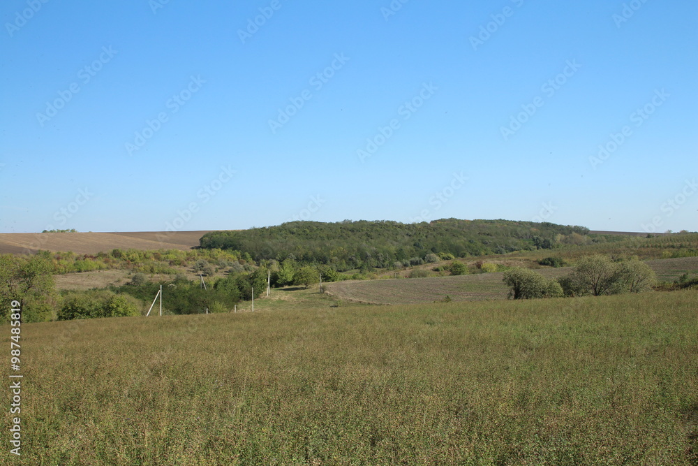 A grassy field with trees in the background A grassy field with trees in the background