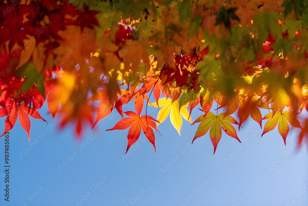 Vibrant autumn leaves border at top, red, orange, yellow, green, some blurred Vibrant autumn leaves border at top, red, orange, yellow, green, some blurred