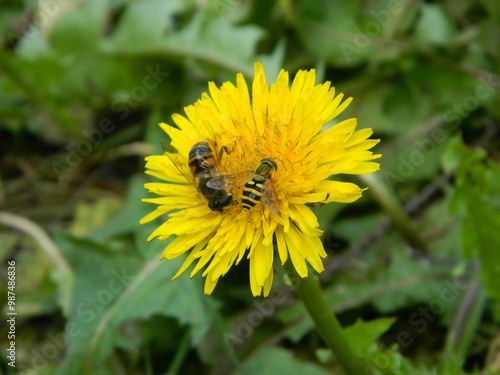 Working bee collecting pollen from a dandelion. High quality photo