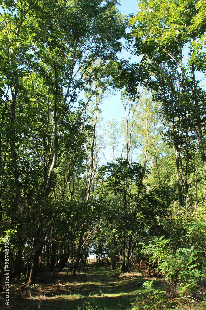 Fototapeta premium A forest with trees