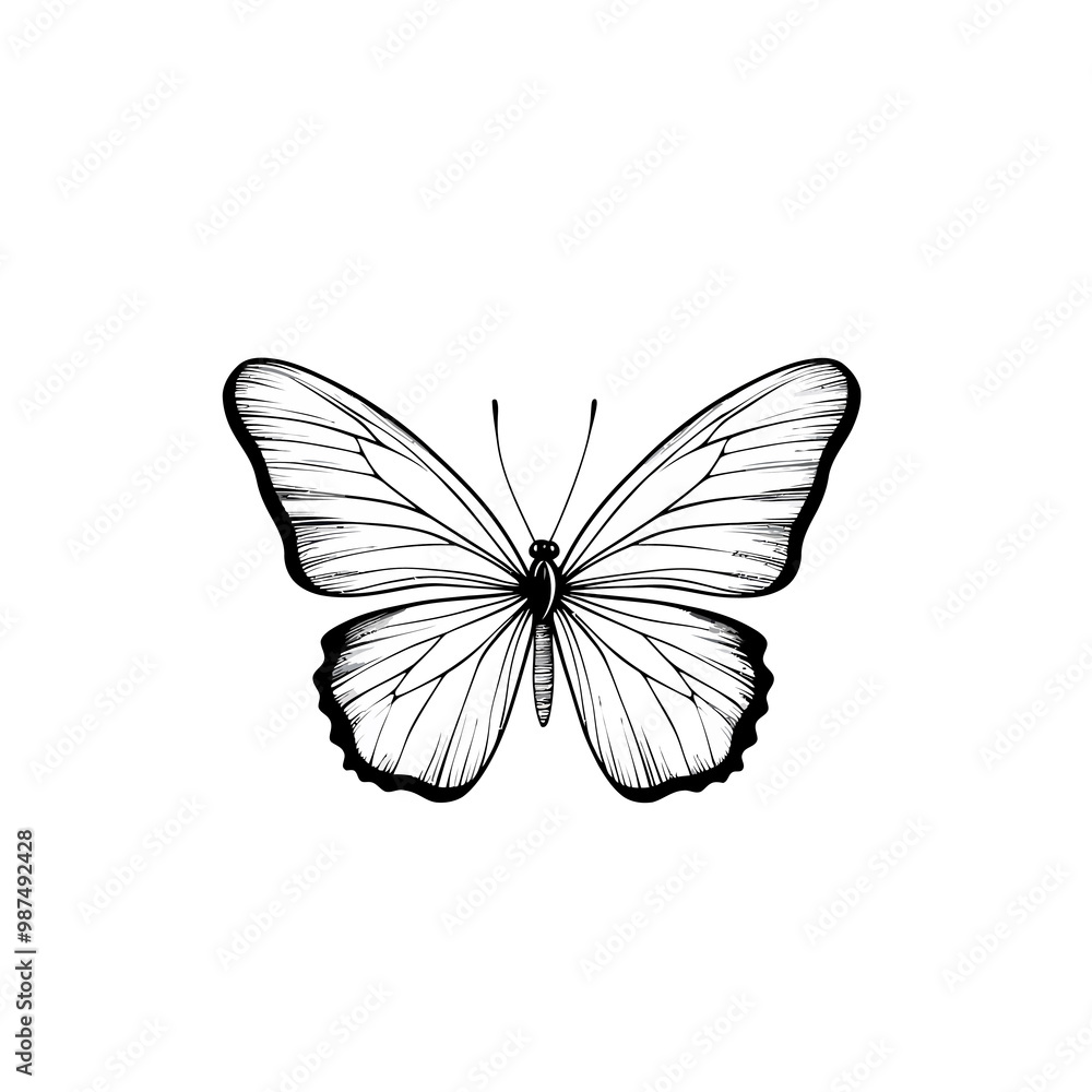 vector Butterfly vector Butterfly