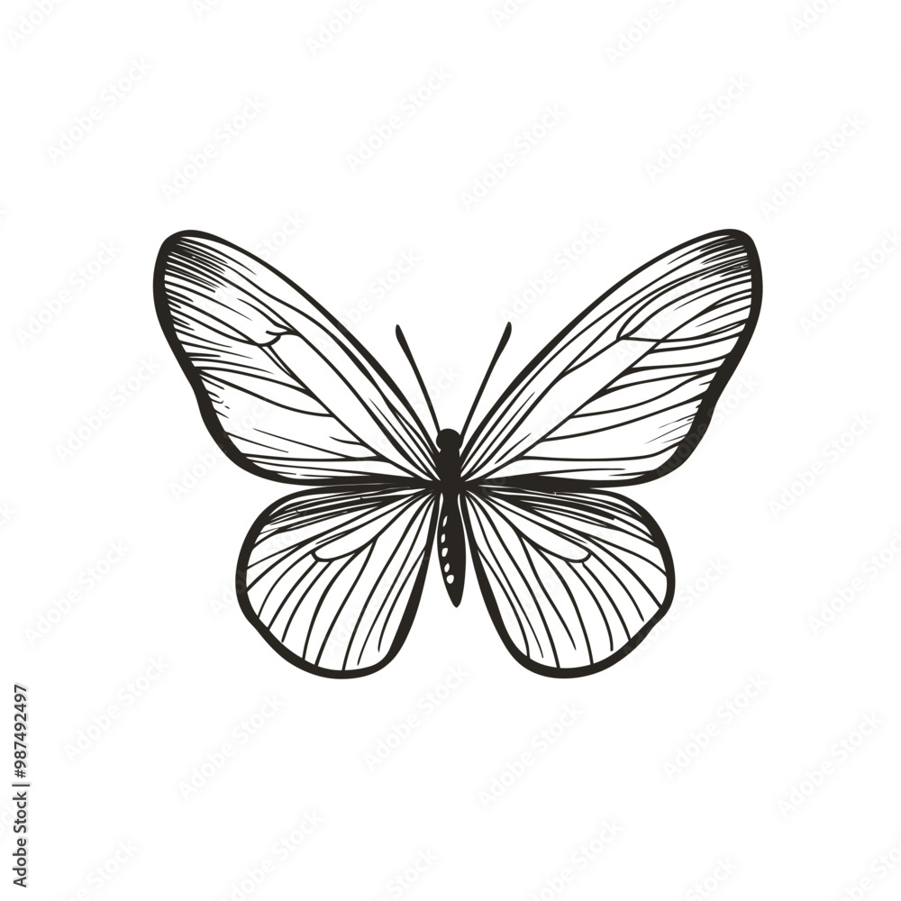 vector Butterfly vector Butterfly