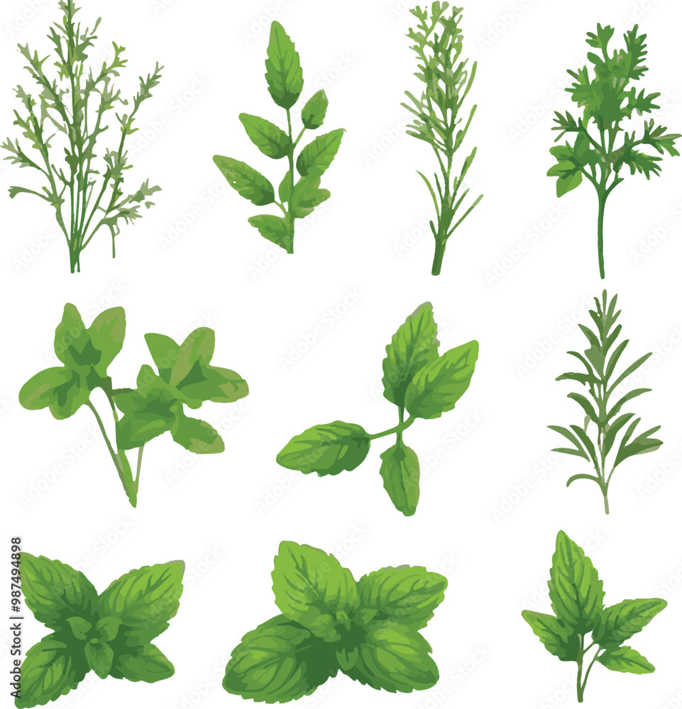 Wild flowers vector collection herbs Wild flowers vector collection herbs