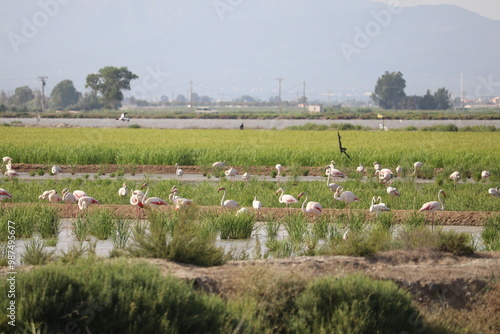 Flamencos en los arrozales de La llacuna de la Tancada en Amposta, Delta del Ebro, Catalunya