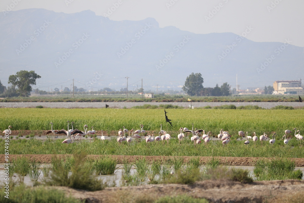 Fototapeta premium Flamencos en los arrozales de La llacuna de la Tancada en Amposta, Delta del Ebro, Catalunya