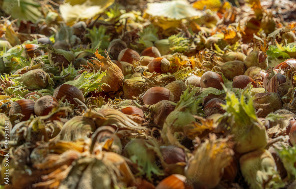 Fototapeta premium Freshly picked hazelnuts on a plantation.