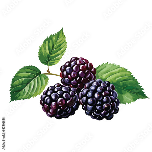 Hand drawn watercolor painting blackberry on white background. Blackberry vector
