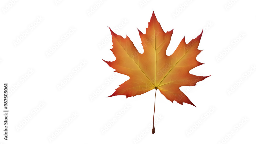 a maple leaf a maple leaf
