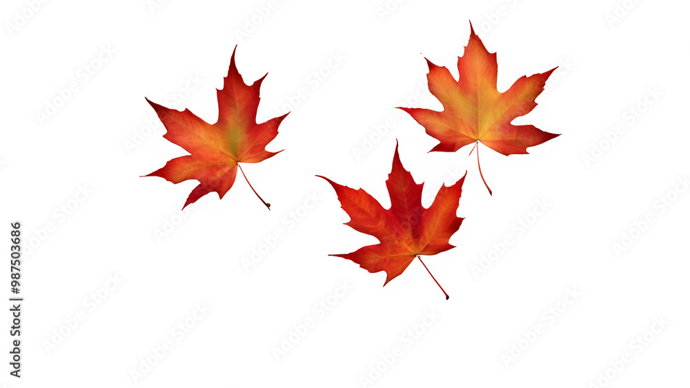 a maple leaf a maple leaf
