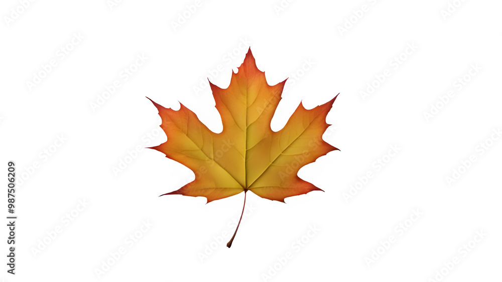 a maple leaf a maple leaf