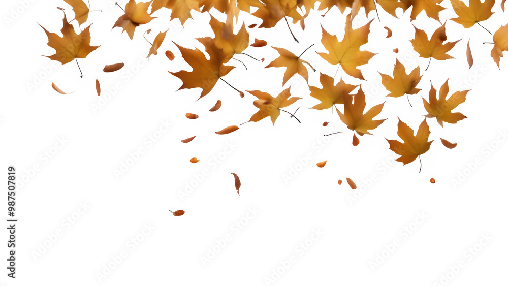 a maple leaf a maple leaf