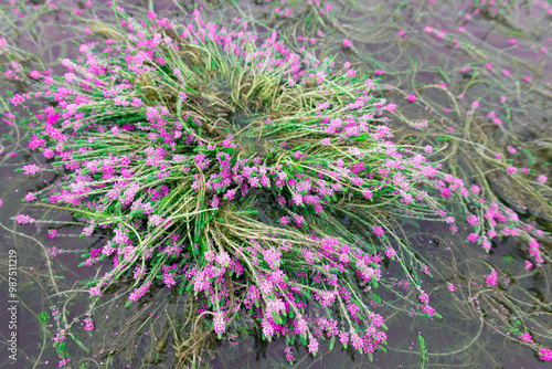 aquatic plant grows and beautiful blooms pink flowers, with fresh green leaves in the rainy season. taken in Myanmar. (Myriophyllum aquaticum, Myriophyllum heterophyllum, twoleaf watermilfoil)
 photo