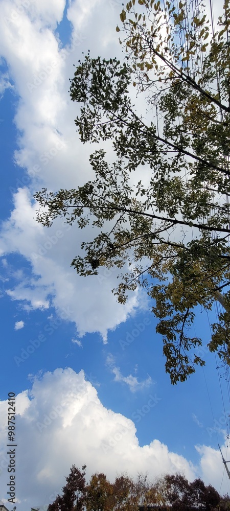 Obraz premium sunny weather , 맑은 날